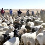 Botswana–Saudi Small Stock Market Deal Collapses Botswana–Saudi Small Stock Market Deal Collapses