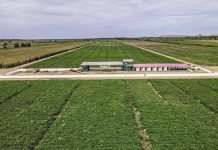 Chite Cultivates Botswana Digital Agriculture Future Chite Cultivates Botswana Digital Agriculture Future