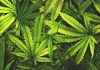 Local Cannabis Producers “Blocked” Local Cannabis Producers “Blocked”