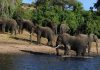 End Elephant Hunting in Settlements- EPS End Elephant Hunting in Settlements- EPS