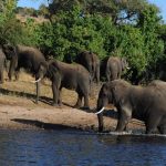 End Elephant Hunting in Settlements- EPS End Elephant Hunting in Settlements- EPS