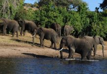 End Elephant Hunting in Settlements- EPS End Elephant Hunting in Settlements- EPS