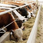Govt to Consider Re-Demarcating Veterinary Disease Control Zones Govt to Consider Re-Demarcating Veterinary Disease Control Zones