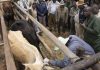 Farmers Panic as BVI Runs out of FMD Boosters Farmers Panic as BVI Runs out of FMD Boosters