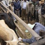 Farmers Panic as BVI Runs out of FMD Boosters Farmers Panic as BVI Runs out of FMD Boosters