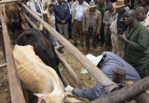 Farmers Panic as BVI Runs out of FMD Boosters Farmers Panic as BVI Runs out of FMD Boosters