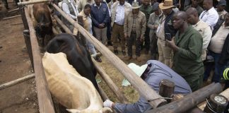 Farmers Panic as BVI Runs out of FMD Boosters Farmers Panic as BVI Runs out of FMD Boosters