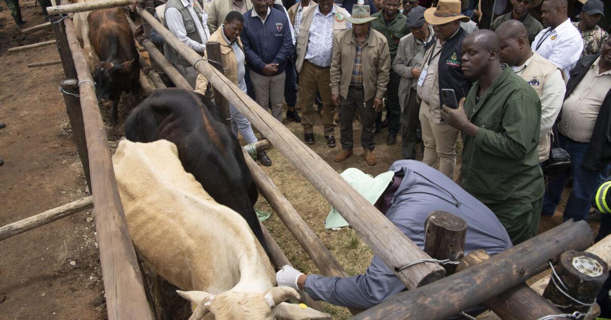 Farmers Panic as BVI Runs out of FMD Boosters Farmers Panic as BVI Runs out of FMD Boosters
