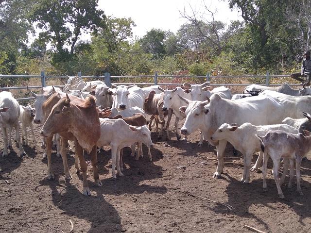 Programme d’investissement forestier (PIF) : Les journalistes visitent des réalisations de la REDD+ Programme d’investissement forestier (PIF) : Les journalistes visitent des réalisations de la REDD+
