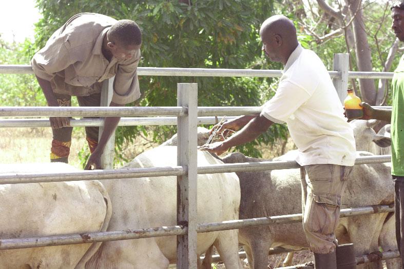 Programme d’investissement forestier au Centre-Ouest Programme d’investissement forestier au Centre-Ouest