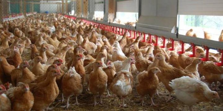 Grippe aviaire : Le Burkina suspend l’importation et la commercialisation de volailles en provenance du Sénégal Grippe aviaire : Le Burkina suspend l’importation et la commercialisation de volailles en provenance du Sénégal