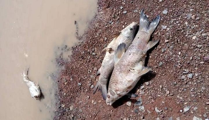 Burkina/Commune de Poura : Une forte mortalité de poissons constatée dans les eaux du fleuve Mouhoun Burkina/Commune de Poura : Une forte mortalité de poissons constatée dans les eaux du fleuve Mouhoun