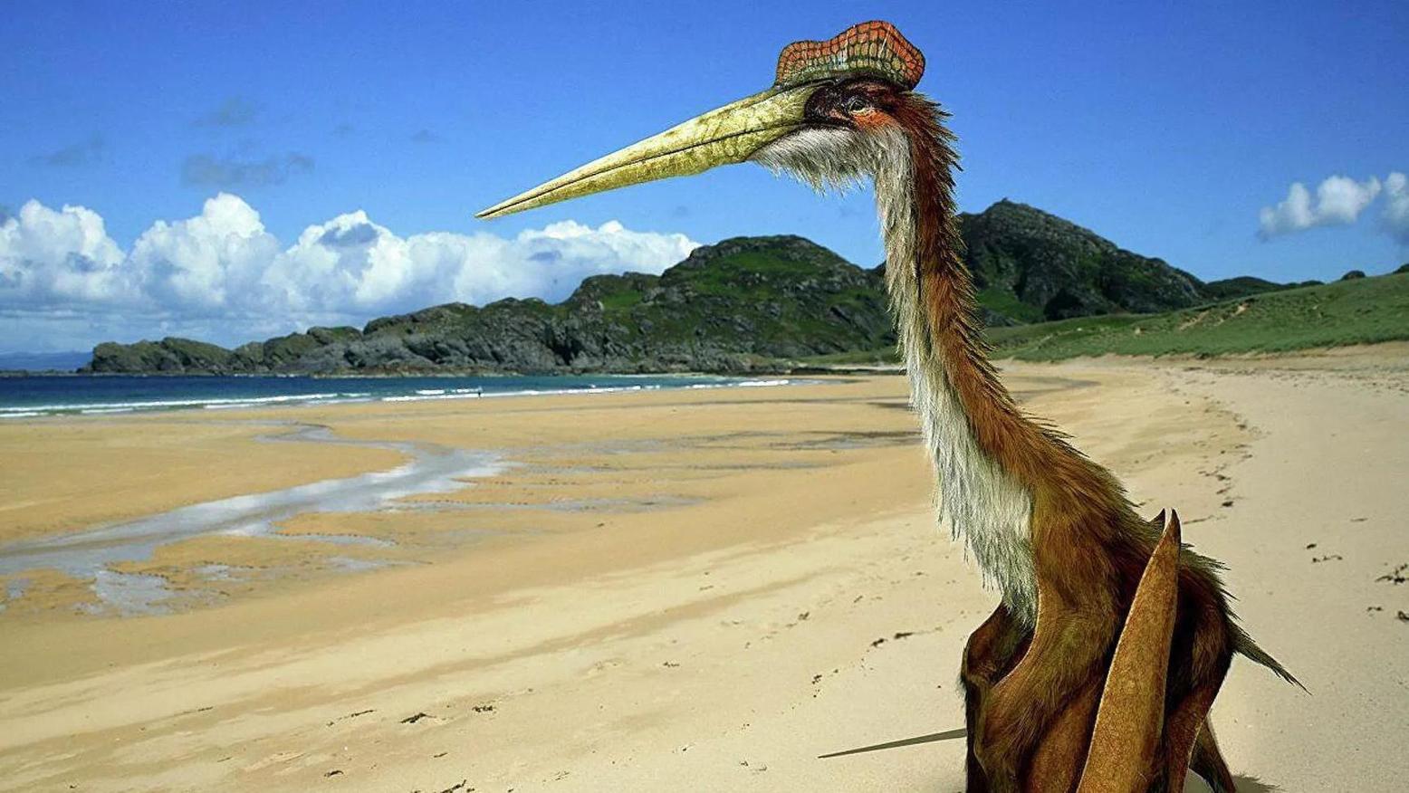 Des scientifiques dressent le portrait de l’animal volant le plus grand jamais connu Des scientifiques dressent le portrait de l’animal volant le plus grand jamais connu