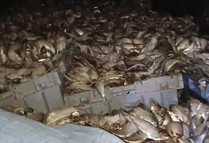 Lutte contre la fraude : 27 tonnes de poissons avariés saisies Lutte contre la fraude : 27 tonnes de poissons avariés saisies