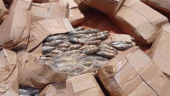 Bobo-Dioulasso : Plus de 1 600 cartons de poissons impropres à la consommation saisis et détruits Bobo-Dioulasso : Plus de 1 600 cartons de poissons impropres à la consommation saisis et détruits