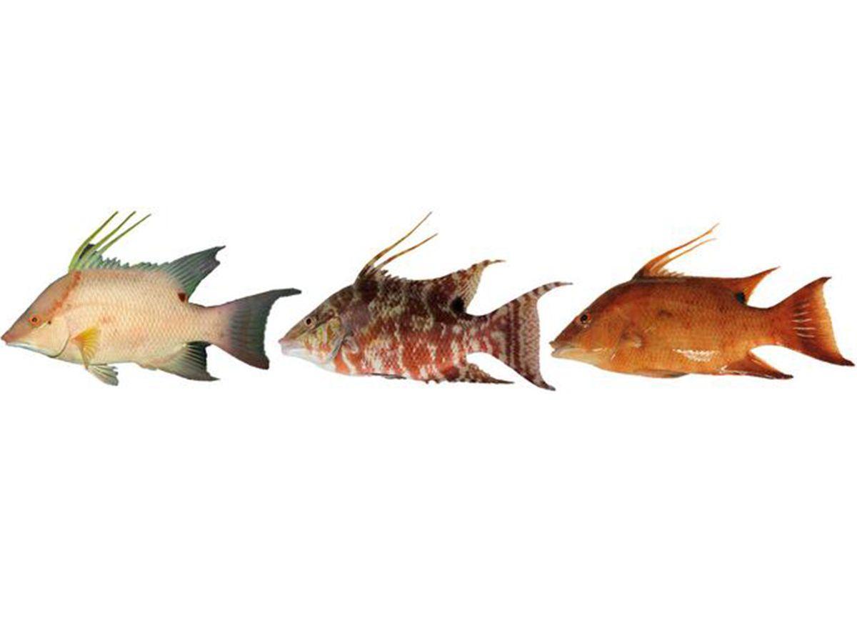 Comment la peau de ce poisson lui permet-elle de se voir lui-même ? Comment la peau de ce poisson lui permet-elle de se voir lui-même ?