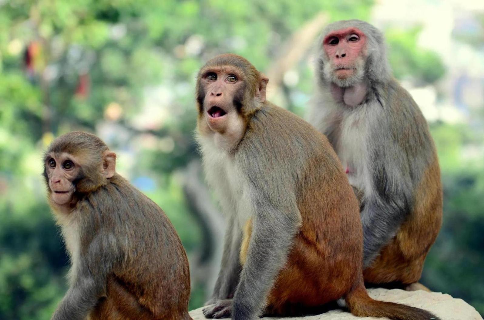L’injection de la protéine Klotho a amélioré la mémoire de singes âgés L’injection de la protéine Klotho a amélioré la mémoire de singes âgés