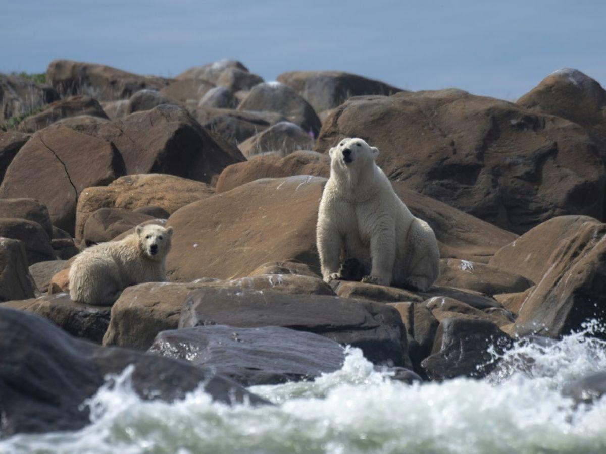Une étude quantifie le lien entre émissions de CO2 et déclin des ours polaires Une étude quantifie le lien entre émissions de CO2 et déclin des ours polaires
