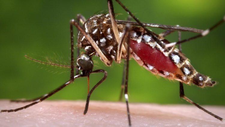 Santé au Une épidémie de Dengue s’annonce, selon le Dr Abdoul Aziz Ouédraogo Santé au Une épidémie de Dengue s’annonce, selon le Dr Abdoul Aziz Ouédraogo