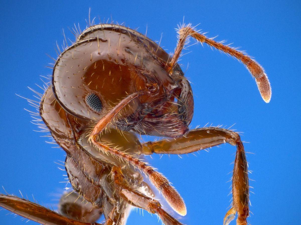 La fourmi de feu, invasive et redoutée, arrive en Europe