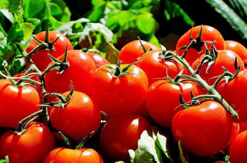 bientôt une usine de transformation de tomate à Bobo-Dioulasso