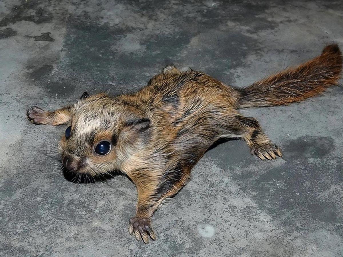 Ces écureuils ont découvert une astuce géniale pour conserver les graines plus longtemps