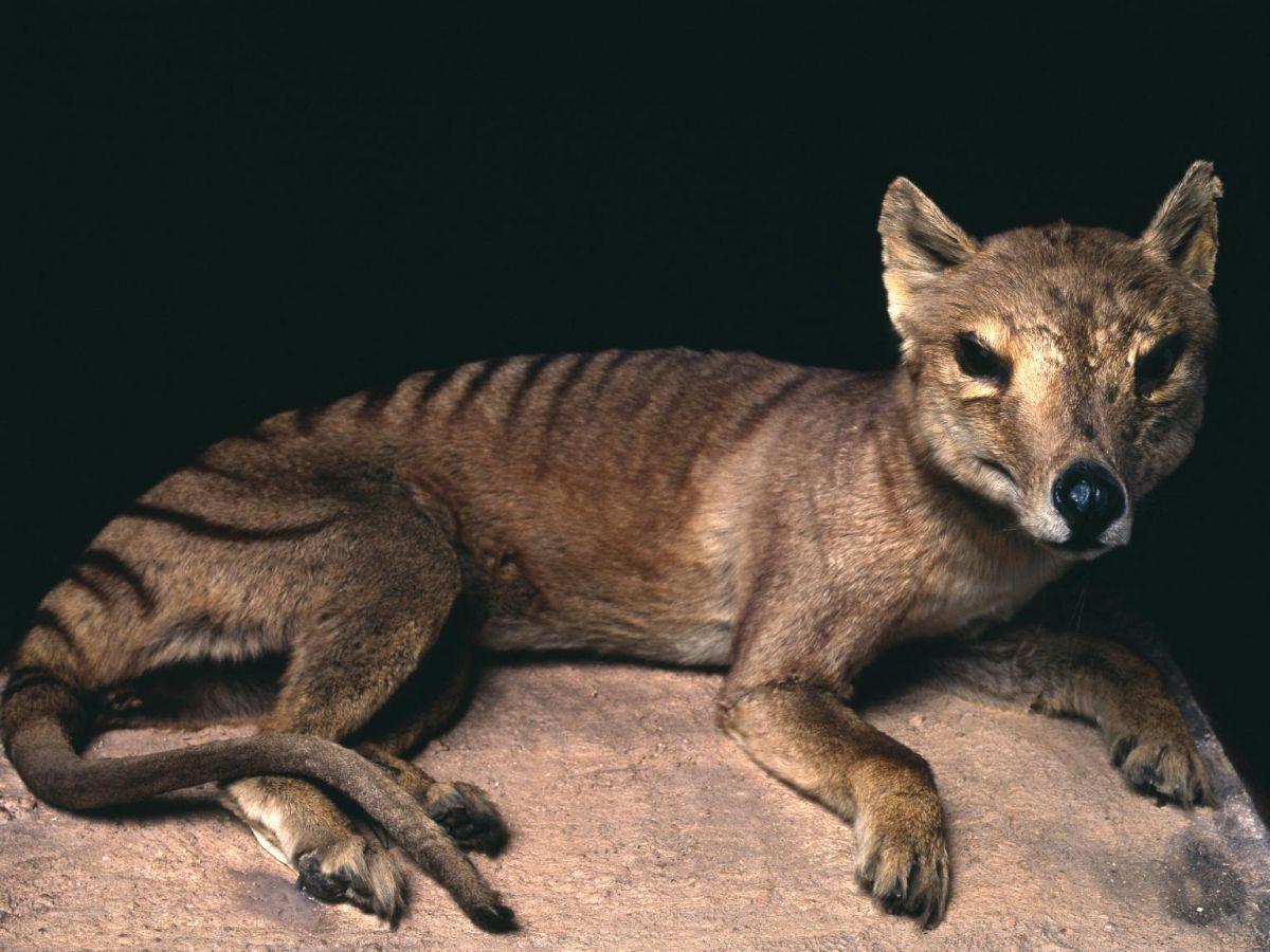 De l'ARN de tigre de Tasmanie, espèce éteinte depuis plus de 80 ans, a été récupéré De l'ARN de tigre de Tasmanie, espèce éteinte depuis plus de 80 ans, a été récupéré
