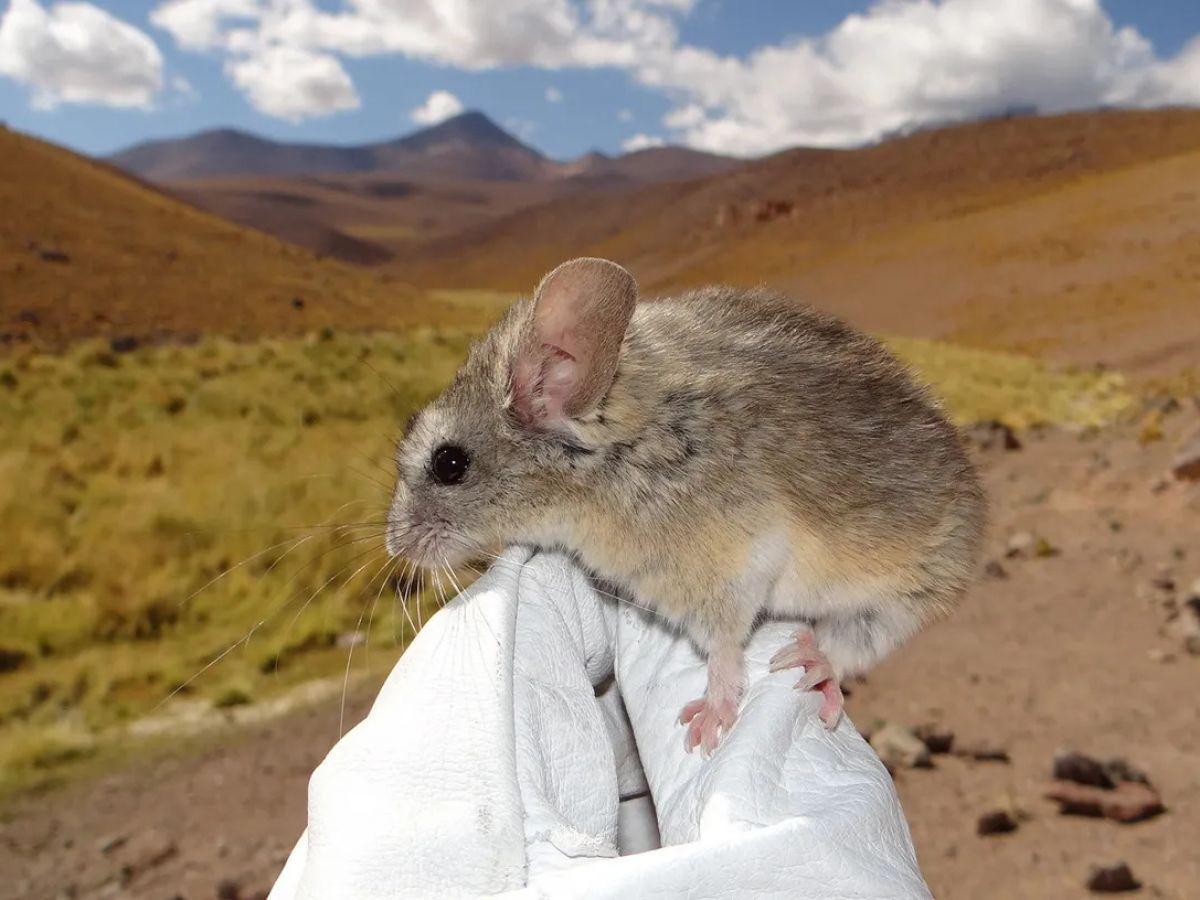 Des rongeurs battent des records d'altitude dans la cordillère des Andes Des rongeurs battent des records d'altitude dans la cordillère des Andes