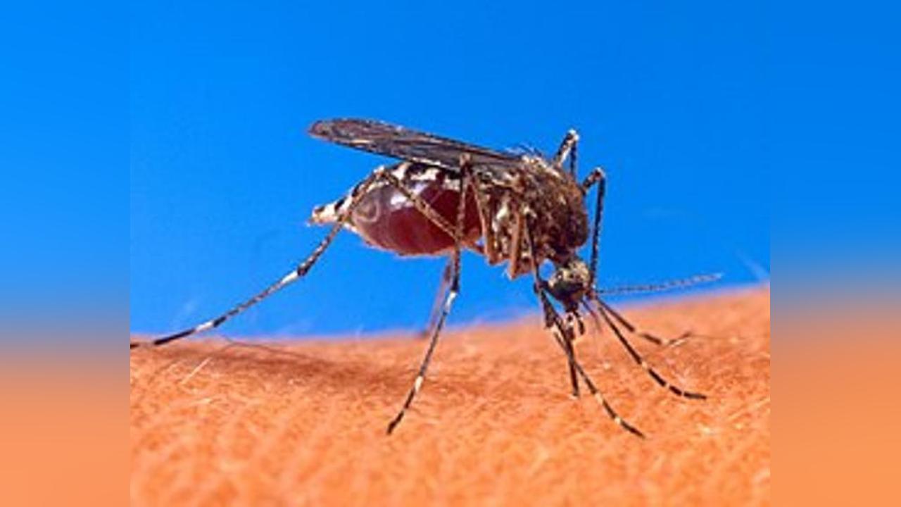 89 cas confirmés de CHIKUNGUNYA à Pouytenga 89 cas confirmés de CHIKUNGUNYA à Pouytenga