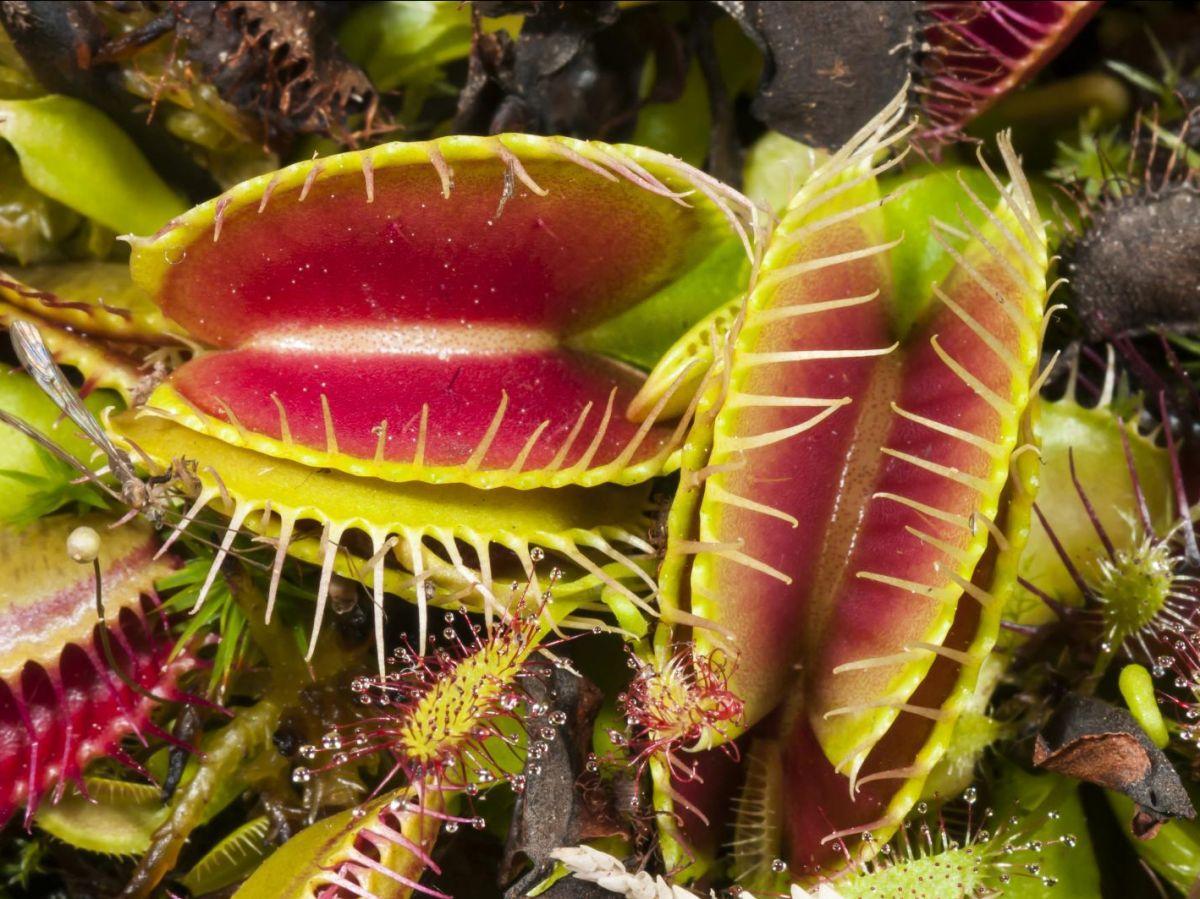 Des plantes carnivores munies naturellement d'une Des plantes carnivores munies naturellement d'une
