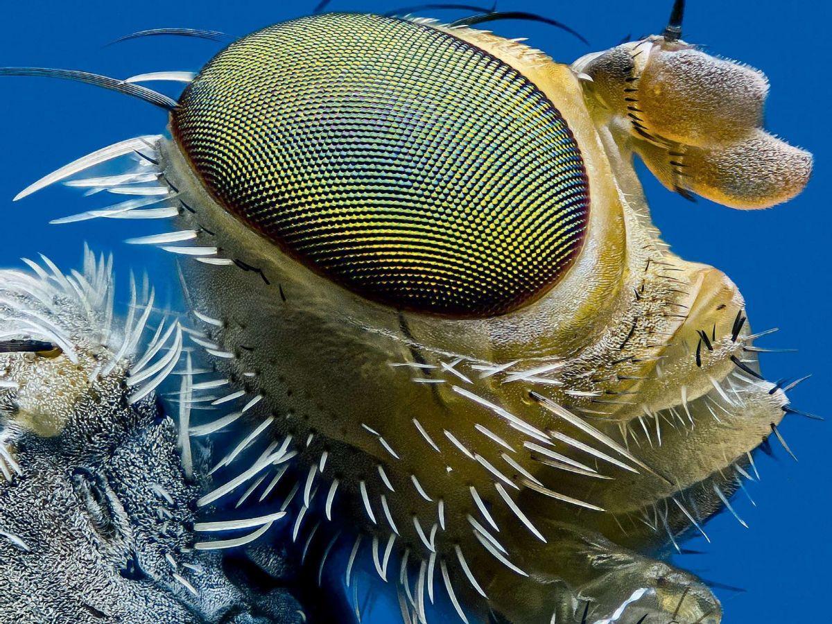 Biomimétisme : s'inspirer du vivant pour inventer l'avenir Biomimétisme : s'inspirer du vivant pour inventer l'avenir