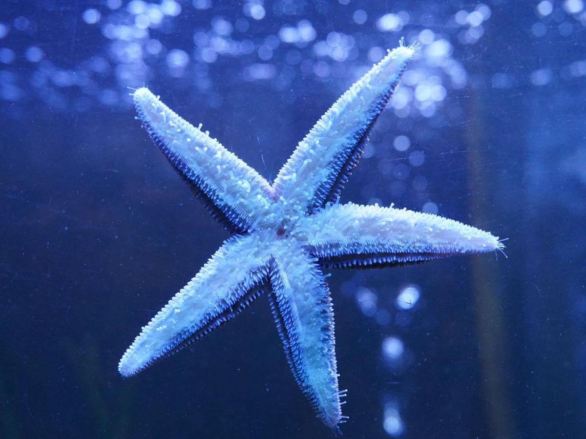 Où se situe la tête d’une étoile de mer ? Partout sur son corps ! Où se situe la tête d’une étoile de mer ? Partout sur son corps !