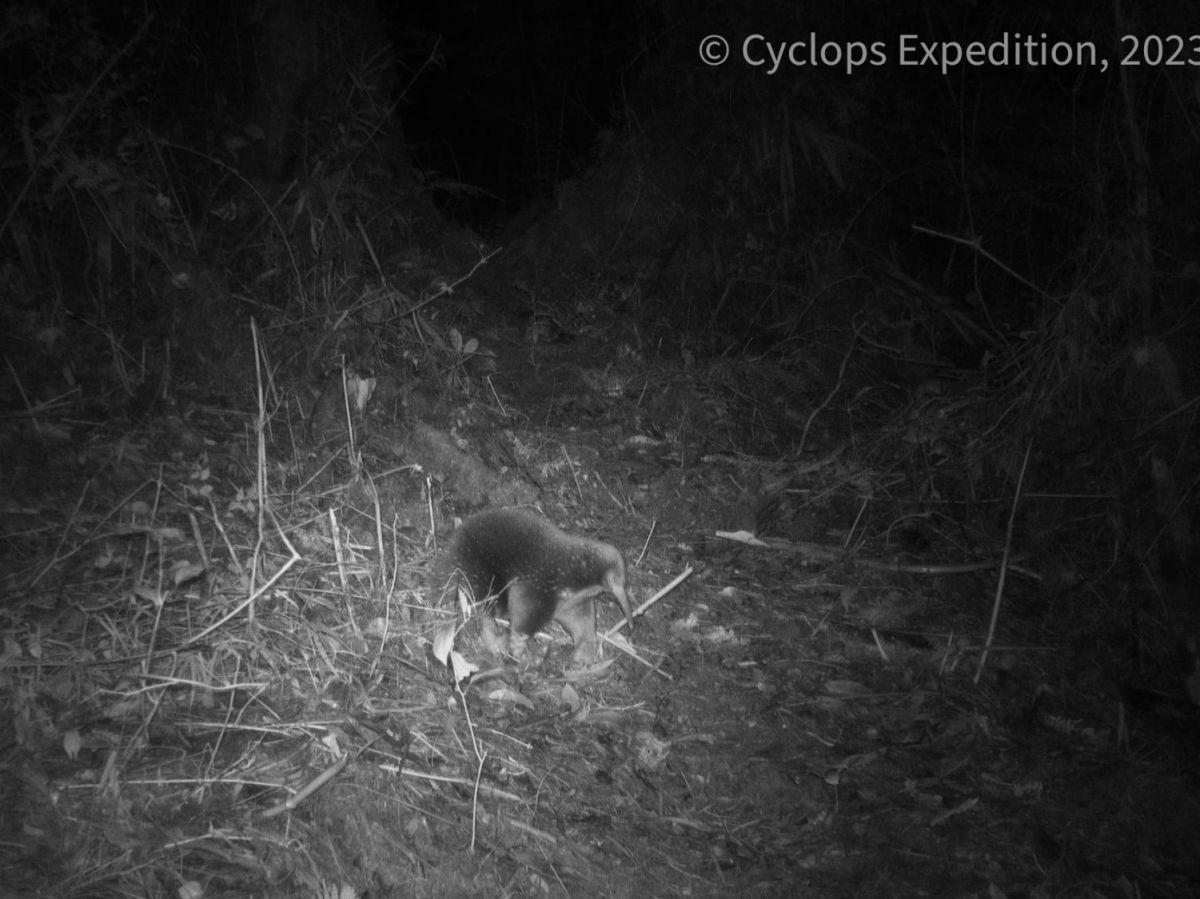 Les épines d'un hérisson, le museau d'un fourmilier et les pattes d'une taupe : un rare mammifère Les épines d'un hérisson, le museau d'un fourmilier et les pattes d'une taupe : un rare mammifère