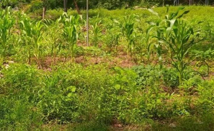 Saison agricole humide 2023-2024 dans la Boucle du Mouhoun : Une note de satisfaction malgré des incidents climatiques Saison agricole humide 2023-2024 dans la Boucle du Mouhoun : Une note de satisfaction malgré des incidents climatiques