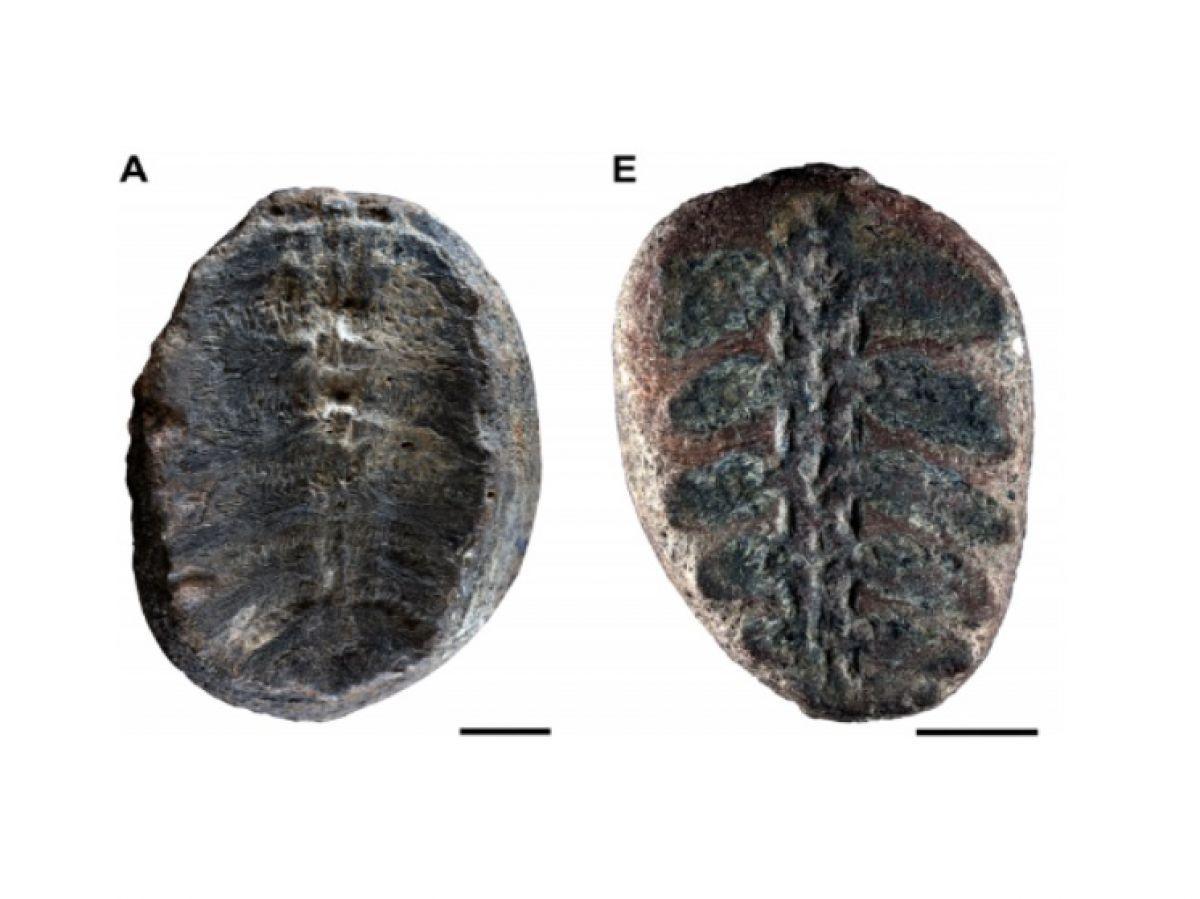 Un nom de Pokémon pour cette plante préhistorique qui était en fait... un bébé tortue Un nom de Pokémon pour cette plante préhistorique qui était en fait... un bébé tortue