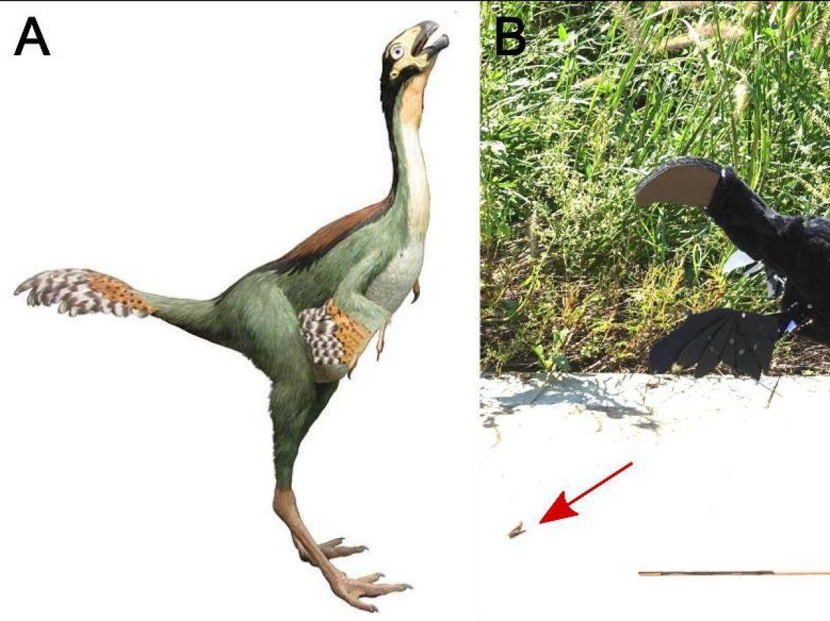 Les proto-ailes des dinosaures servaient-elles à effrayer leurs proies ?