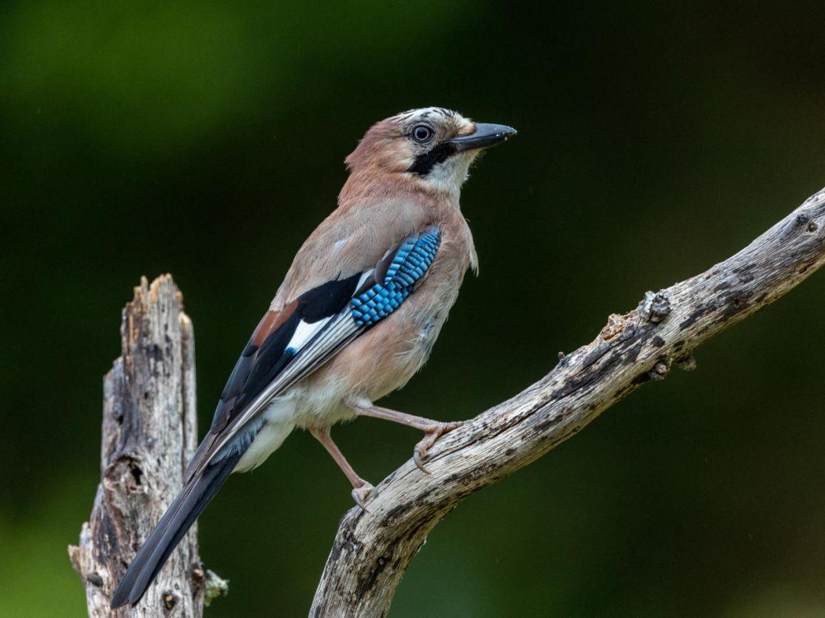 Les geais des chênes, des oiseaux qui peuvent faire des  Les geais des chênes, des oiseaux qui peuvent faire des
