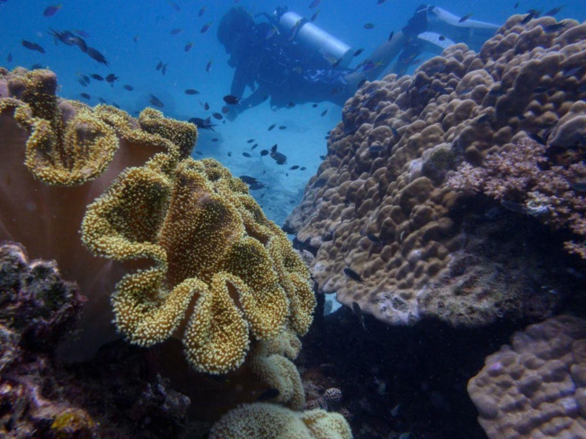 Thaïlande : Le monde de la plongée très inquiet par le blanchissement des coraux Thaïlande : Le monde de la plongée très inquiet par le blanchissement des coraux