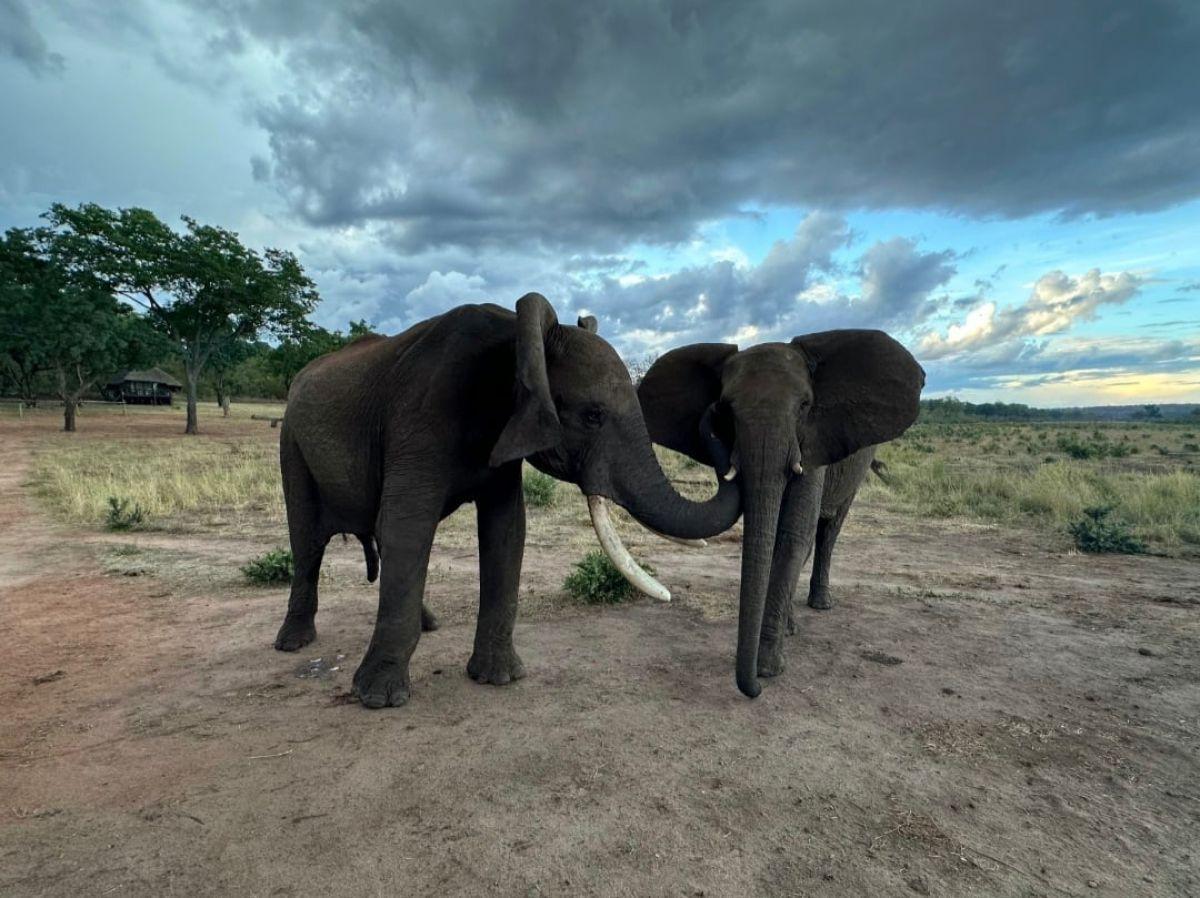 Chez les éléphants d'Afrique, la meilleure façon de se saluer Chez les éléphants d'Afrique, la meilleure façon de se saluer