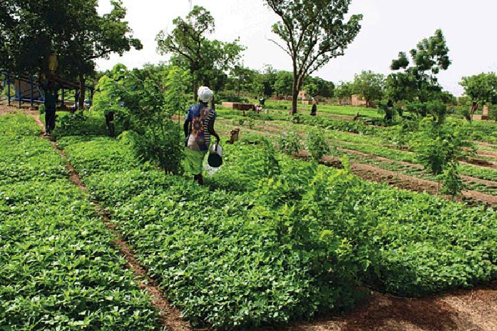 Ferme agro-écologique polyvalente de Moundasso : déplacés internes et population hôte vivent en famille Ferme agro-écologique polyvalente de Moundasso : déplacés internes et population hôte vivent en famille