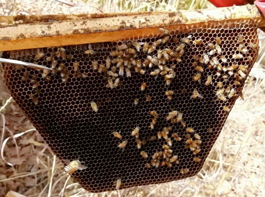 Déclin continue de la population des abeilles: Un phénomène à multiples effets nocifs sur la biodiversité Déclin continue de la population des abeilles: Un phénomène à multiples effets nocifs sur la biodiversité