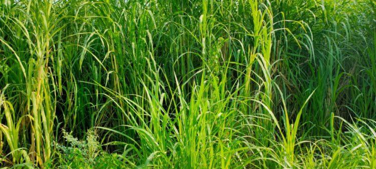 Effets du changement climatique au L’herbe Maralfalfa, une solution pour le secteur agrosylvopastoral Effets du changement climatique au L’herbe Maralfalfa, une solution pour le secteur agrosylvopastoral