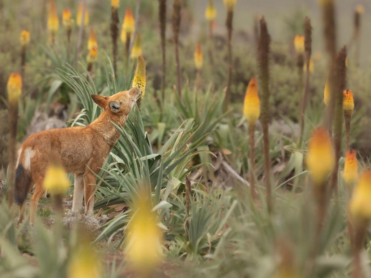 Un loup qui butine des fleurs : une découverte insolite qui révolutionne notre vision des pollinisateurs Un loup qui butine des fleurs : une découverte insolite qui révolutionne notre vision des pollinisateurs
