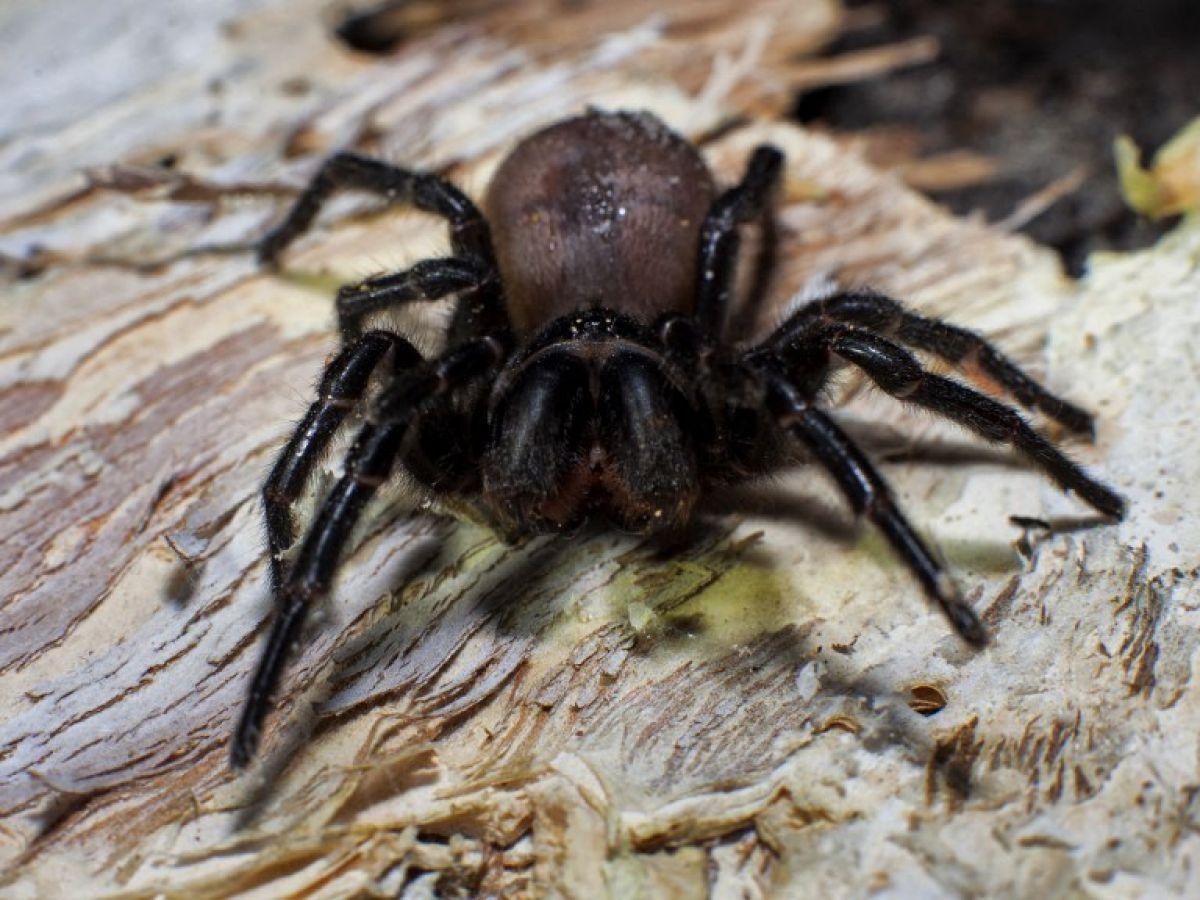 L'araignée la plus venimeuse au monde compte en réalité trois espèces, dont une particulièrement impressionnante L'araignée la plus venimeuse au monde compte en réalité trois espèces, dont une particulièrement impressionnante