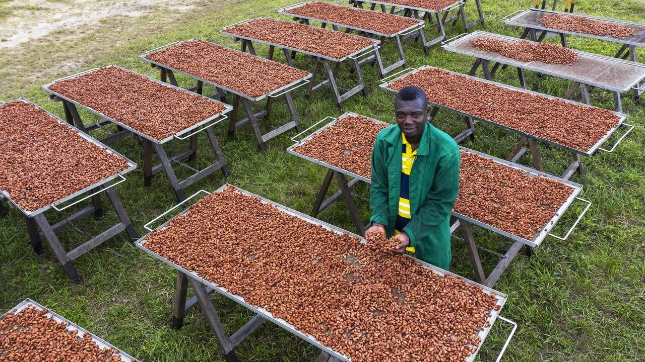 Cacao, textile, vanille : les filières africaines les plus exposées à la guerre commerciale lancée par Donald Trump Cacao, textile, vanille : les filières africaines les plus exposées à la guerre commerciale lancée par Donald Trump