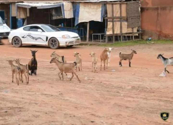 Commune de Ouagadougou : Le Président de la Délégation Spéciale veut sévir contre la divagation des animaux Commune de Ouagadougou : Le Président de la Délégation Spéciale veut sévir contre la divagation des animaux