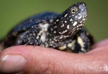 Réintroduction des tortues d’eau au bord du Rhin Réintroduction des tortues d'eau au bord du Rhin