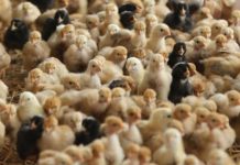 Prix Plafond Poussins de Chair Locaux Entre 300 et 750 FCFA Prix Plafond Poussins de Chair Locaux Entre 300 et 750 FCFA