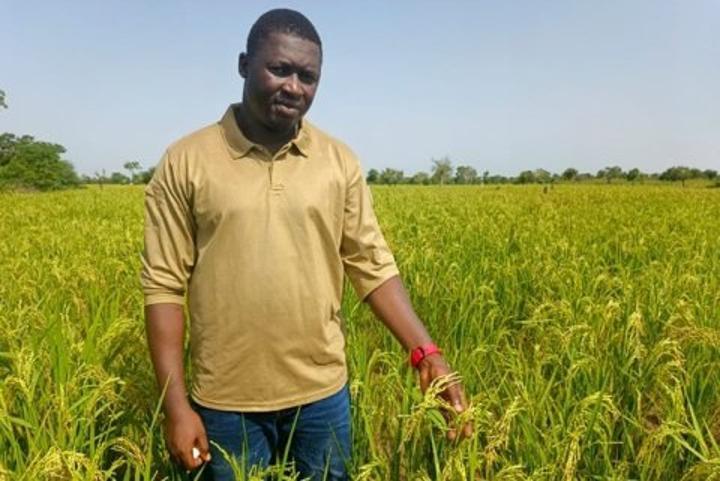 Aménagement de 320 hectares de bas-fonds rizicoles à Koulsé Aménagement de 320 hectares de bas-fonds rizicoles à Koulsé