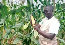 Nouvelles Formulations d’Engrais pour Riz et Maïs Nouvelles Formulations d'Engrais pour Riz et Maïs